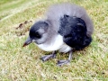 Puffin