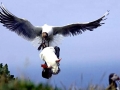 Puffin