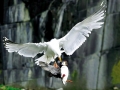 Puffin