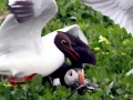 Puffin
