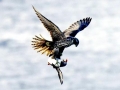 Puffin