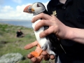 Puffin