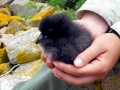 Puffin