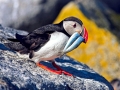 Puffin