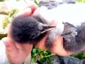 Puffin