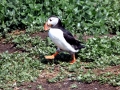 Puffin