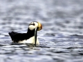 Puffin