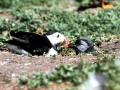 Puffin