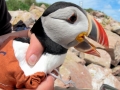 Puffin