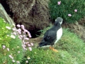 Puffin