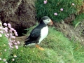 Puffin