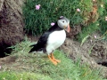 Puffin