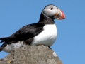 Puffin