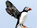 Puffin
