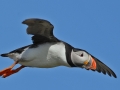 Puffin
