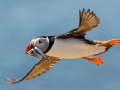 Puffin
