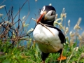 Puffin