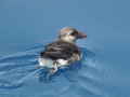 Puffin