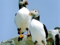 Puffin