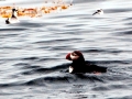 Puffin