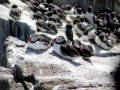 Puffin