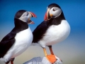 Puffin