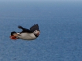 Puffin