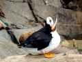 Puffin