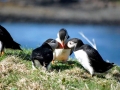 Puffin