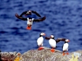 Puffin