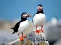 Puffin