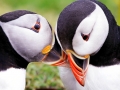Puffin