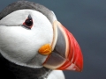 Puffin