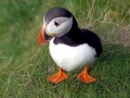Puffin