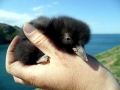 Puffin
