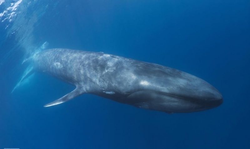 Pygmy Blue Whale
