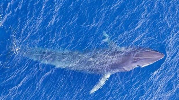 Pygmy Blue Whale