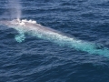 Pygmy Blue Whale