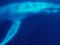 Pygmy Blue Whale