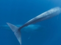 Pygmy Blue Whale