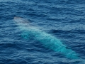 Pygmy Blue Whale
