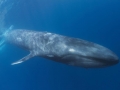 Pygmy Blue Whale