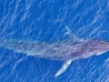 Pygmy Blue Whale