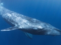 Pygmy Blue Whale