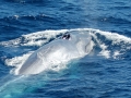 Pygmy Blue Whale