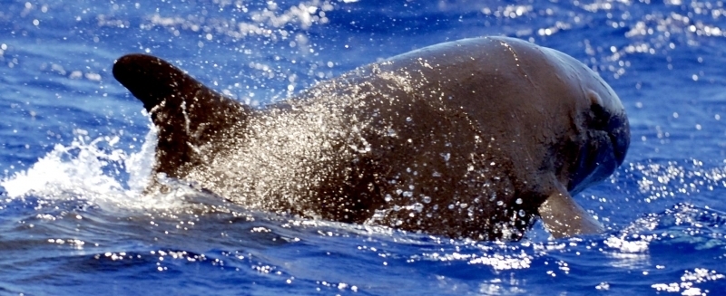 Pygmy Killer Whale
