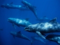 Pygmy Killer Whale