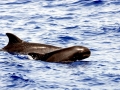 Pygmy Killer Whale