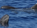 Pygmy Killer Whale