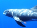 Pygmy Killer Whale